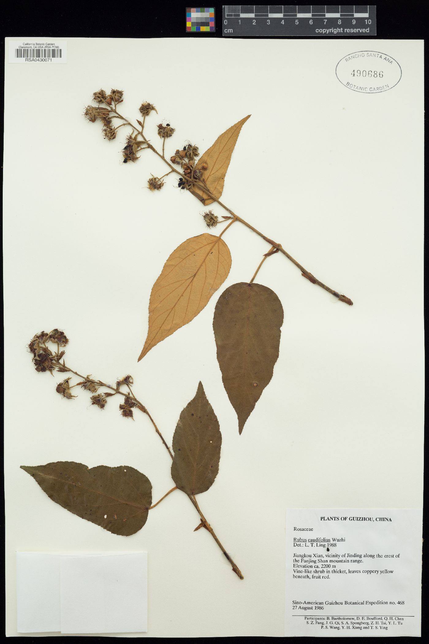Rubus caudifolius image