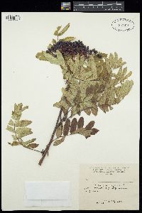 Sorbus aucuparia image