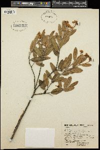 Vauquelinia pauciflora image