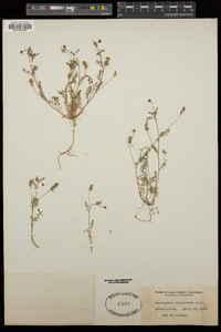 Astragalus gambelianus image