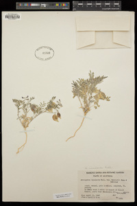 Astragalus insularis var. harwoodii image