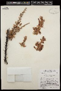 Fouquieria splendens subsp. splendens image