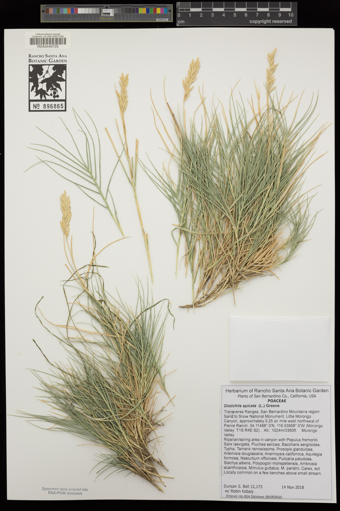 Distichlis spicata image