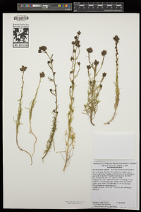 Cordylanthus rigidus image