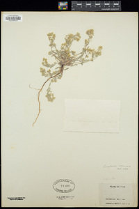 Cryptantha recurvata image