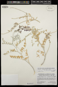 Astragalus lentiginosus var. coachellae image
