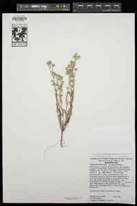 Cryptantha pterocarya var. purpusii image