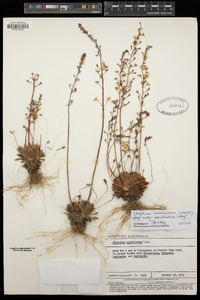 Stylidium acuminatum subsp. meridionalis image