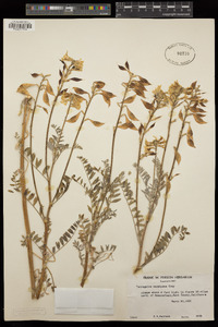 Astragalus oxyphysus image