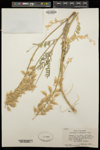 Astragalus oxyphysus image