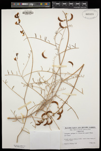 Astragalus pachypus image