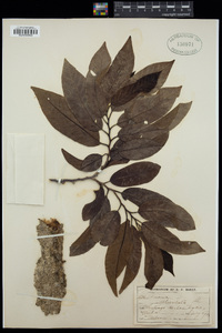 Image of Annona reticulata