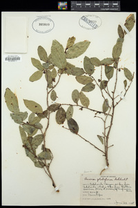 Image of Annona globiflora