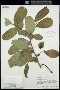 Image of Annona purpurea