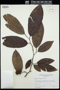 Image of Annona jamaicensis
