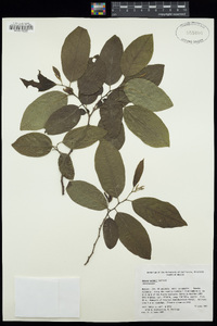 Image of Annona palmeri