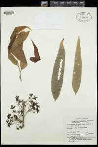 Polyalthia longifolia image