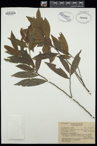 Guatteria australis image