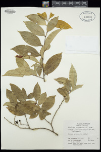Greenwayodendron oliveri image