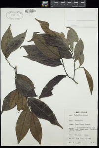 Greenwayodendron oliveri image