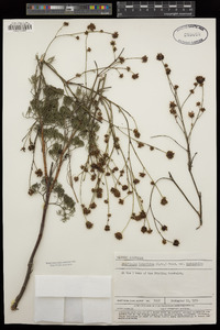 Image of Stirlingia anethifolia