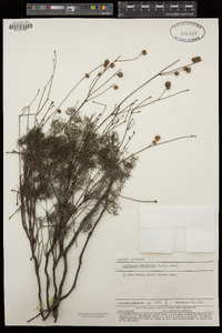 Image of Stirlingia tenuifolia