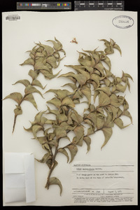 Image of Hakea smilacifolia