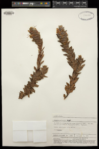 Image of Mimetes palustris