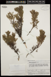 Image of Serruria pedunculata