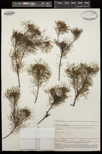 Image of Serruria fasciflora