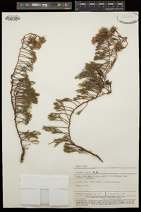 Image of Serruria cygnea