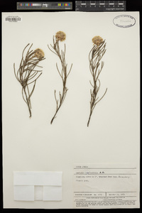 Image of Serruria linearis