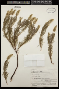 Image of Spatalla curvifolia
