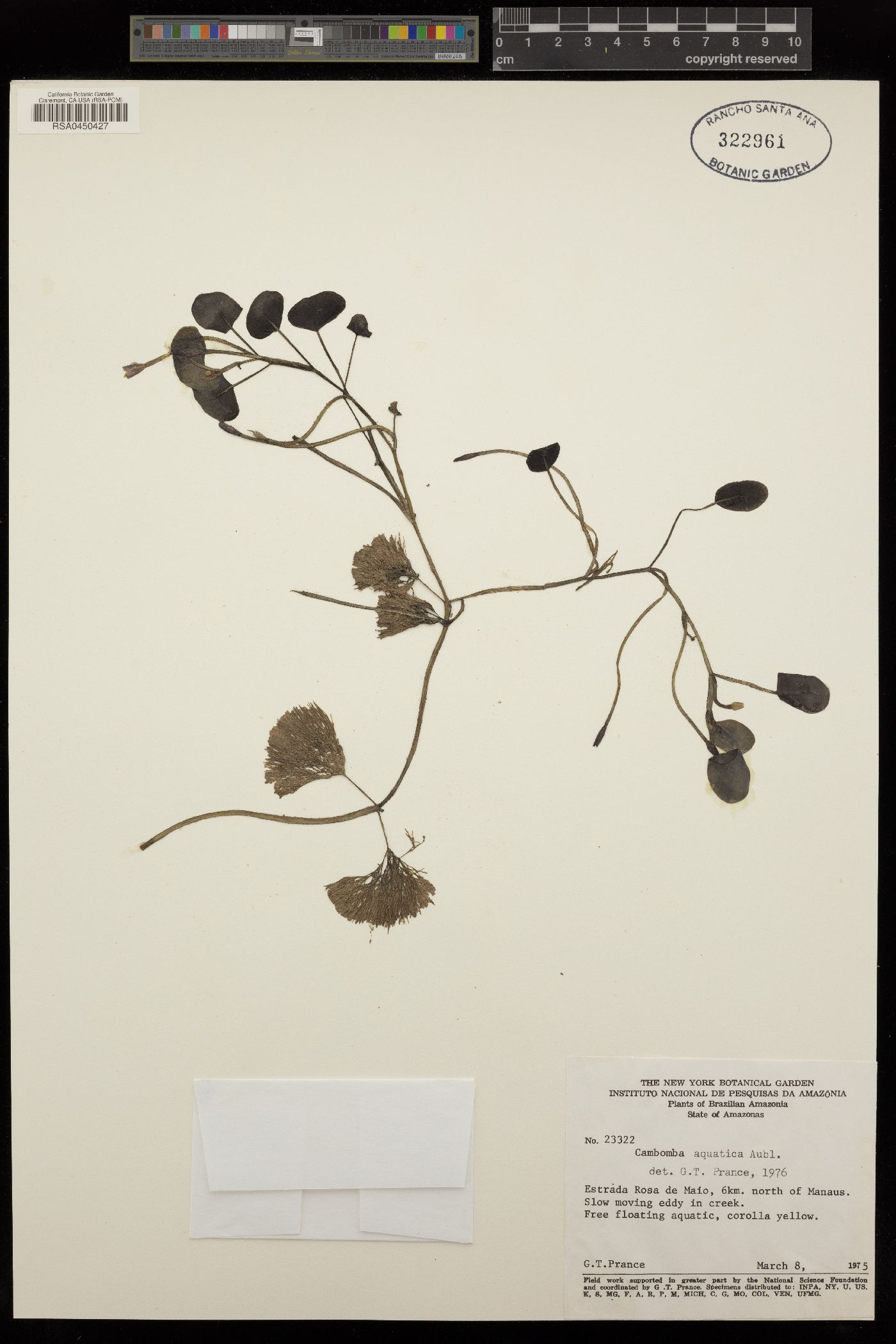 Cabombaceae image