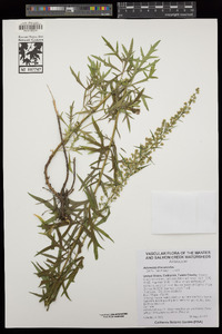 Artemisia dracunculus image