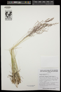 Agrostis idahoensis image