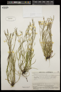 Scaevola filifolia image