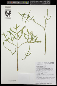 Angelica lineariloba image