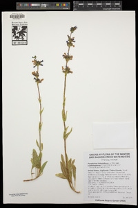 Penstemon heterodoxus var. cephalophorus image