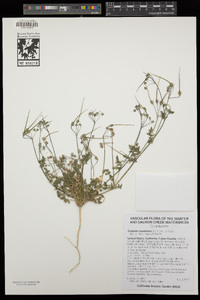 Erodium cicutarium image