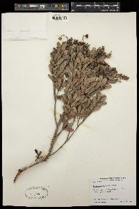 Hibbertia altigena image