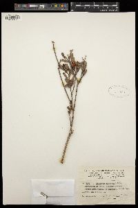 Hibbertia altigena image