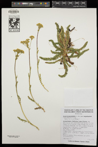 Ivesia lycopodioides image