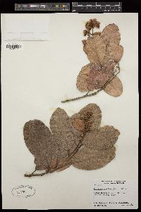 Tetracera sarmentosa subsp. sarmentosa image