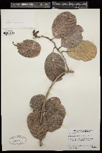 Tetracera sarmentosa subsp. sarmentosa image