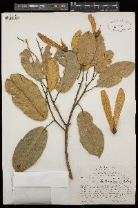 Anisoptera thurifera subsp. polyandra image