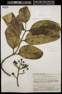 Polyscias hawaiensis image