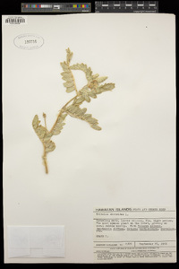 Tribulus cistoides image
