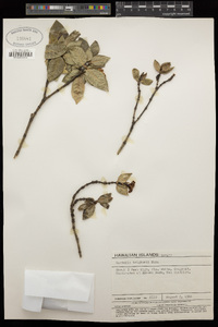 Image of Gardenia brighamii