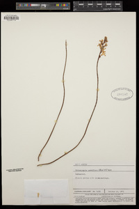 Image of Tritoniopsis parviflora